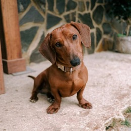 a dog looking at a camera